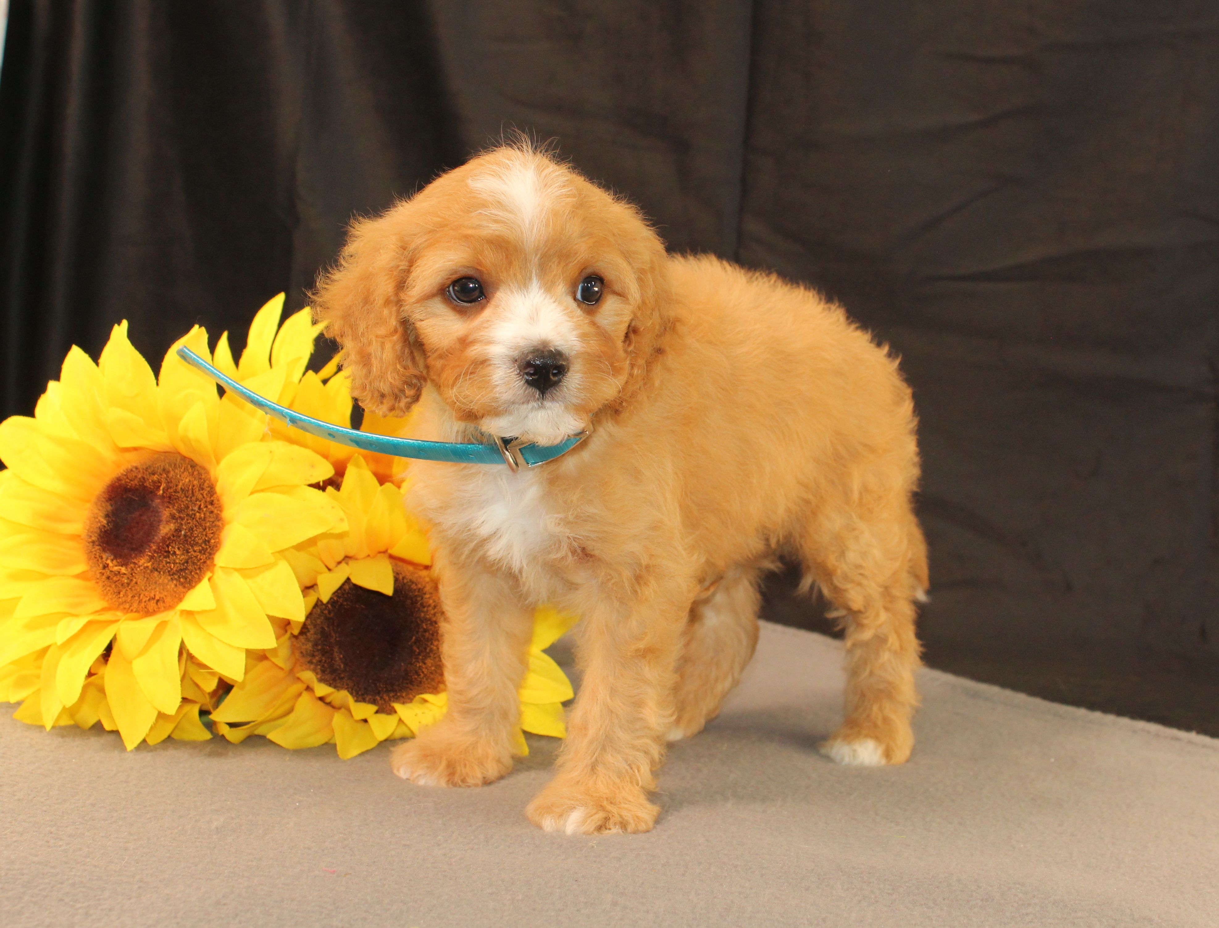 puppy, for, sale, Cavapoo, Ivan J. Stoltzfus, dog, breeder, Dornsife, PA, dog-breeder, puppy-for-sale, forsale, nearby, find, puppyfind, locator, puppylocator, aca